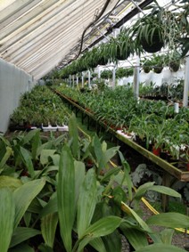 orchids growing in the nursery greenhouses